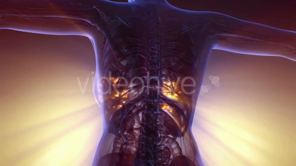 Human Body with Visible Glow Mammary Gland - Download Videohive 20567315