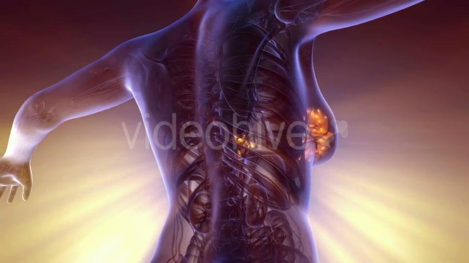 Human Body with Visible Glow Mammary Gland - Download Videohive 20567315