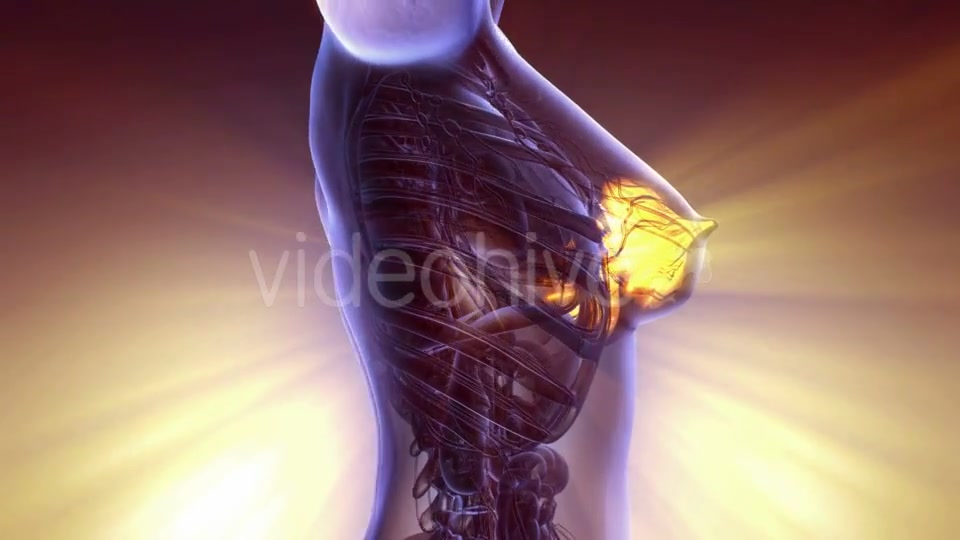 Human Body with Visible Glow Mammary Gland - Download Videohive 20567315