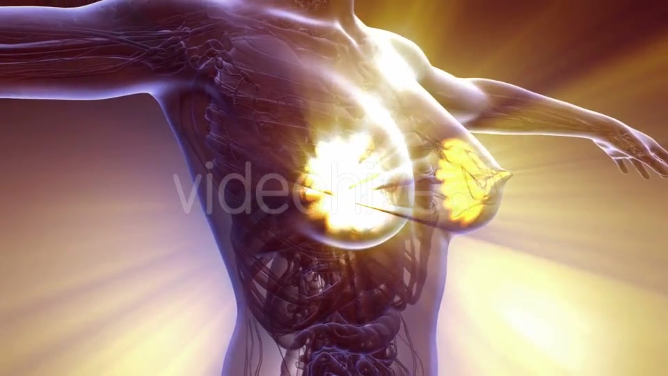 Human Body with Visible Glow Mammary Gland - Download Videohive 20567315