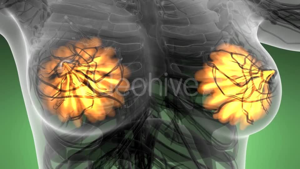 Human Body with Visible Glow Mammary Gland - Download Videohive 21142785