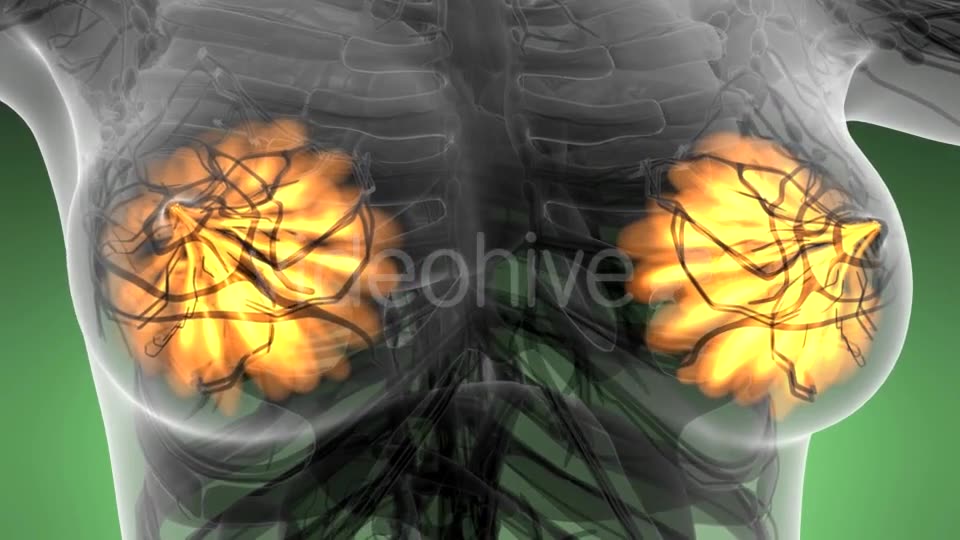 Human Body with Visible Glow Mammary Gland - Download Videohive 21142785