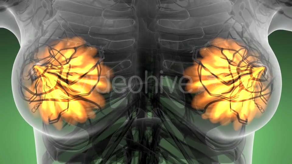 Human Body with Visible Glow Mammary Gland - Download Videohive 21142785