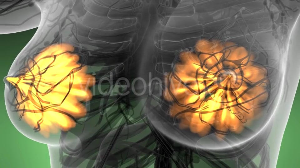 Human Body with Visible Glow Mammary Gland - Download Videohive 21142785