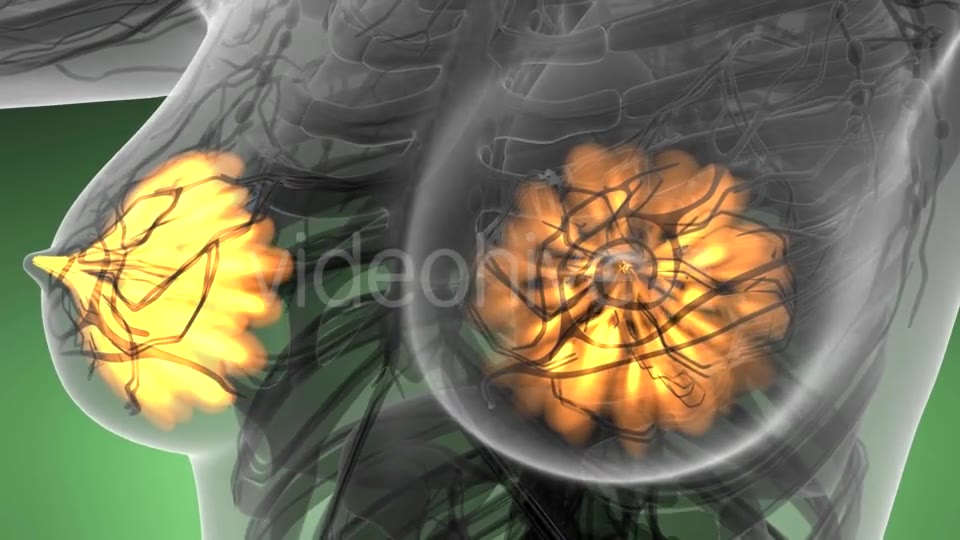 Human Body with Visible Glow Mammary Gland - Download Videohive 21142785