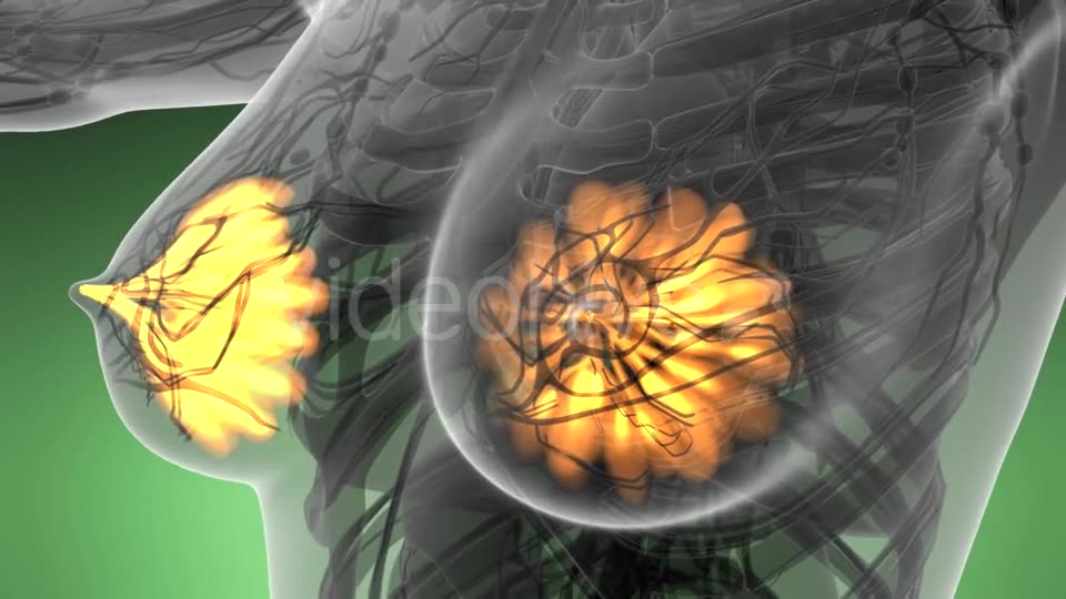 Human Body with Visible Glow Mammary Gland - Download Videohive 21142785