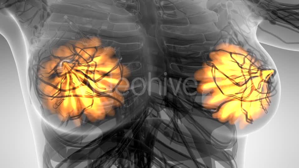 Human Body with Visible Glow Mammary Gland - Download Videohive 21297508