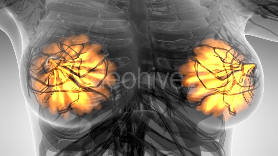 Human Body with Visible Glow Mammary Gland - Download Videohive 21297508