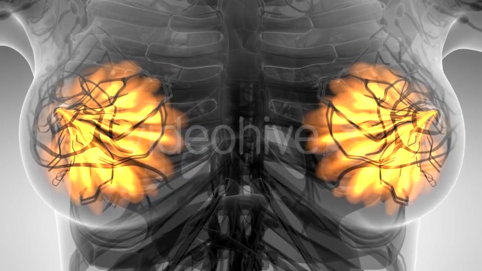 Human Body with Visible Glow Mammary Gland - Download Videohive 21297508