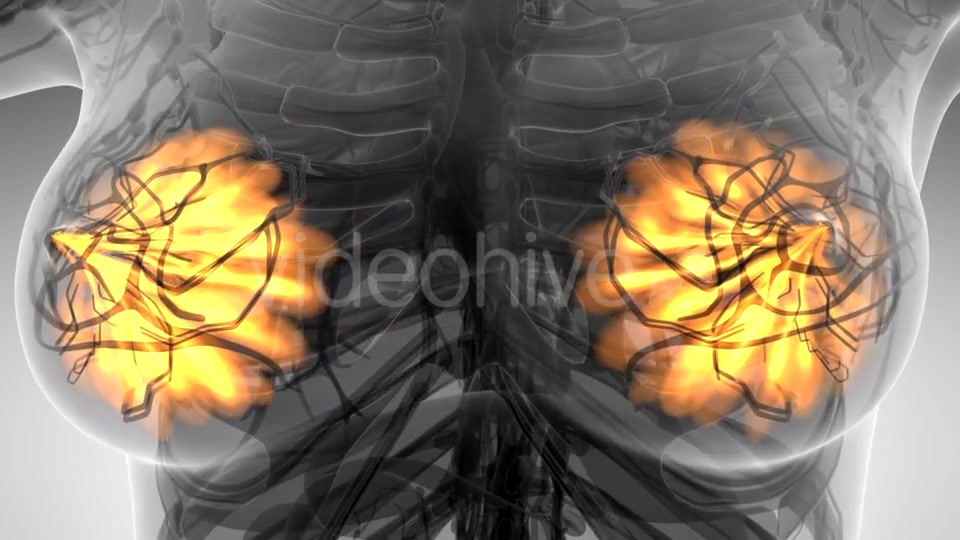 Human Body with Visible Glow Mammary Gland - Download Videohive 21297508