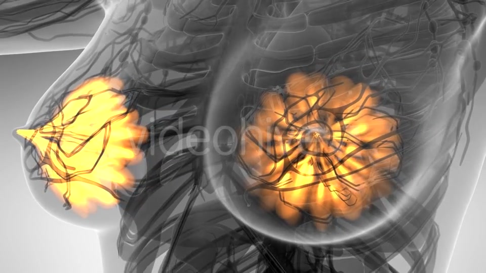 Human Body with Visible Glow Mammary Gland - Download Videohive 21297508