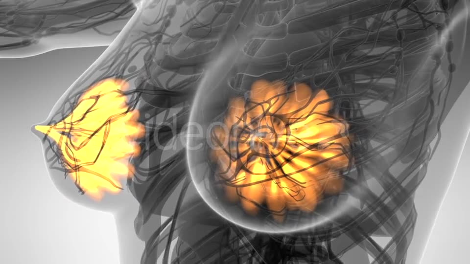 Human Body with Visible Glow Mammary Gland - Download Videohive 21297508