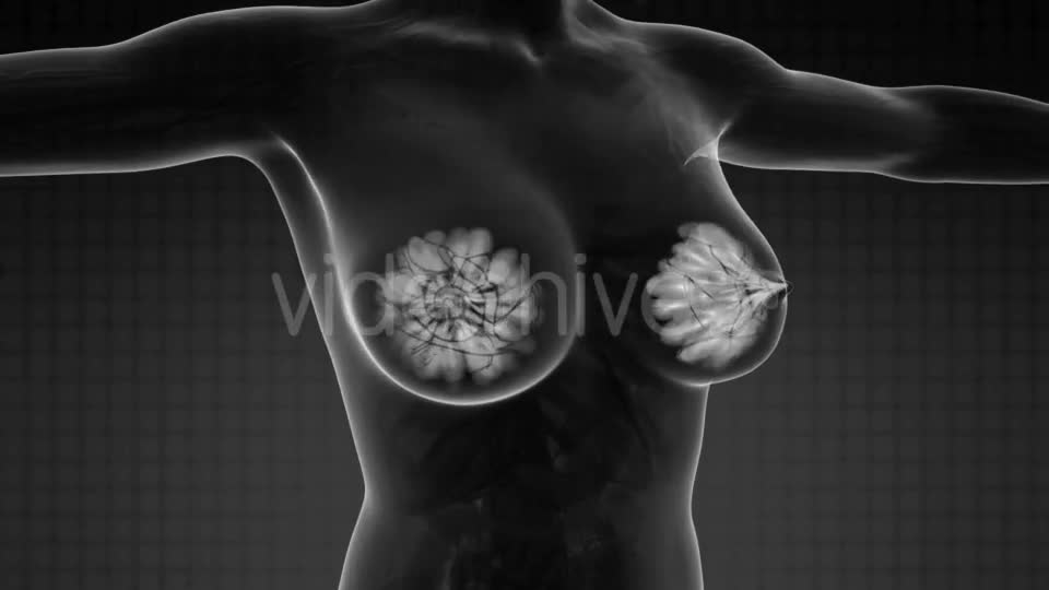 Human Body with Visible Glow Mammary Gland - Download Videohive 21297525