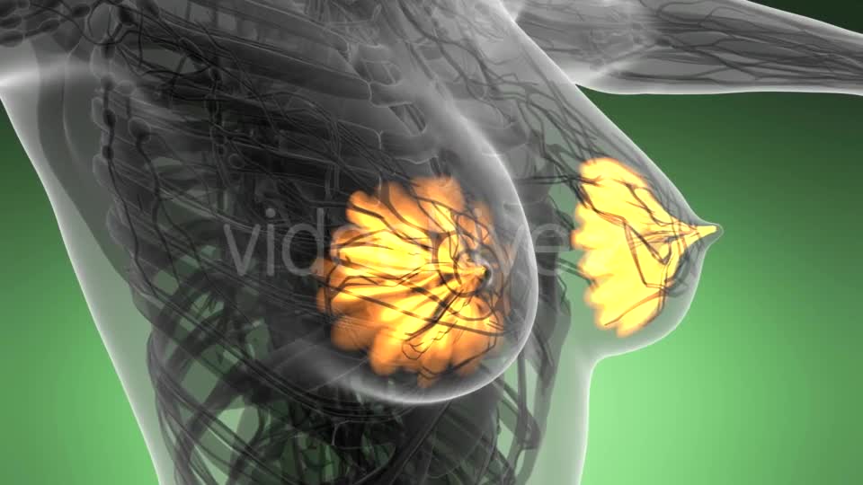 Human Body with Visible Glow Mammary Gland - Download Videohive 21297535