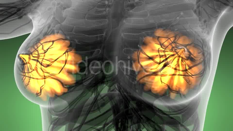 Human Body with Visible Glow Mammary Gland - Download Videohive 21297535