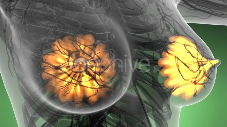 Human Body with Visible Glow Mammary Gland - Download Videohive 21297535