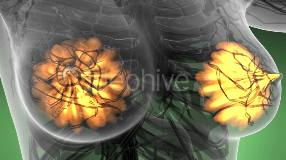 Human Body with Visible Glow Mammary Gland - Download Videohive 21297535