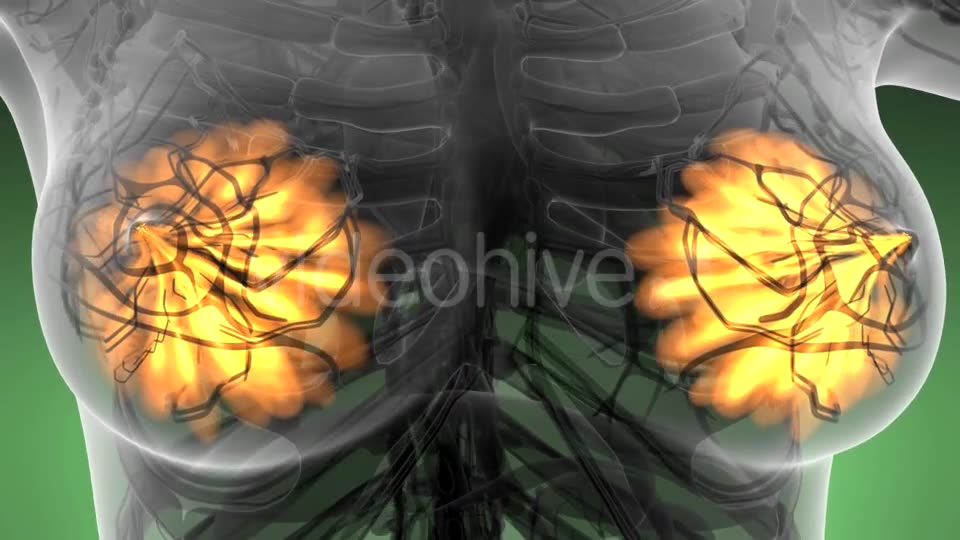 Human Body with Visible Glow Mammary Gland - Download Videohive 21297535