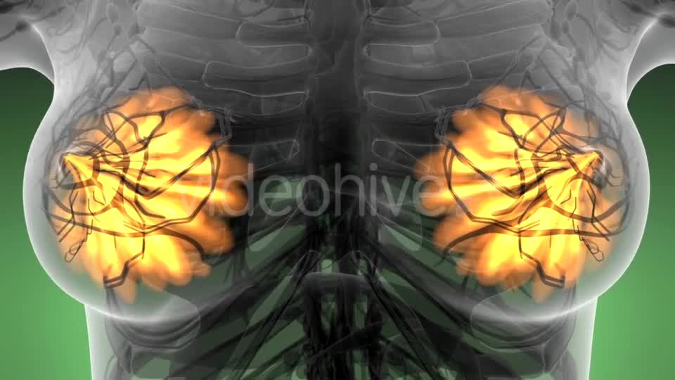 Human Body with Visible Glow Mammary Gland - Download Videohive 21297535