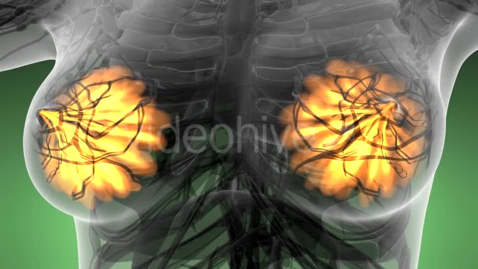 Human Body with Visible Glow Mammary Gland - Download Videohive 21297535