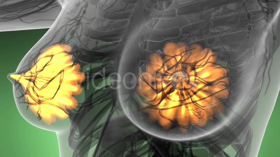 Human Body with Visible Glow Mammary Gland - Download Videohive 21313562