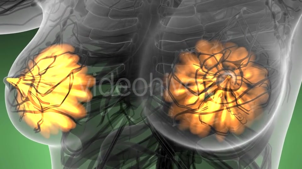 Human Body with Visible Glow Mammary Gland - Download Videohive 21313562