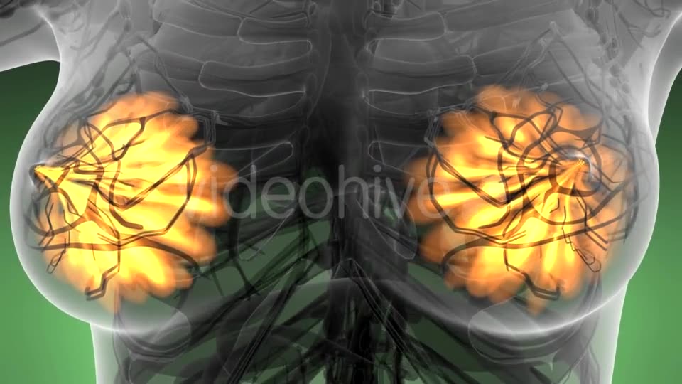 Human Body with Visible Glow Mammary Gland - Download Videohive 21313562