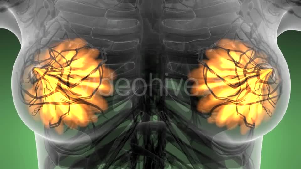 Human Body with Visible Glow Mammary Gland - Download Videohive 21313562