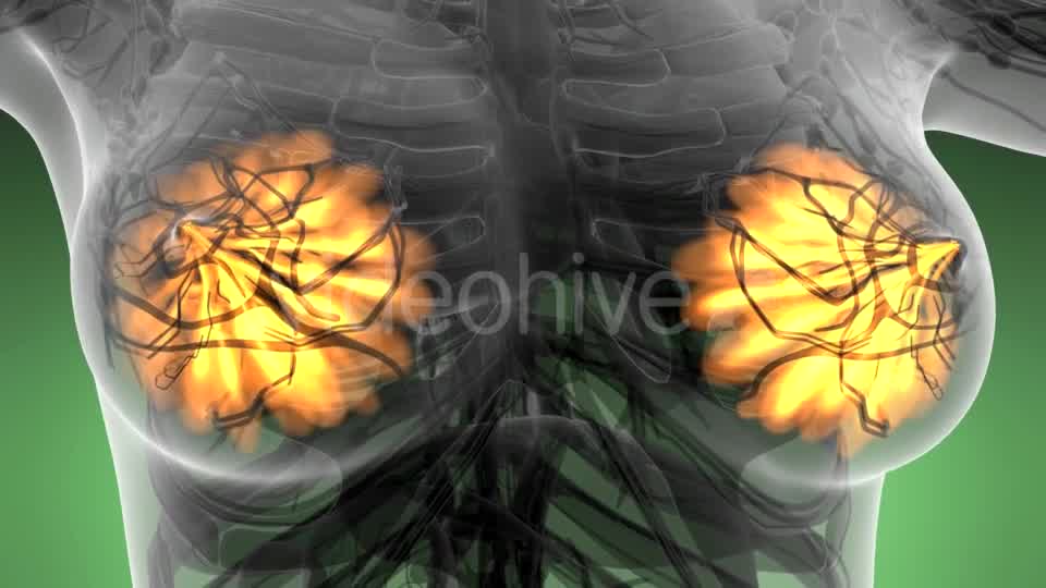 Human Body with Visible Glow Mammary Gland - Download Videohive 21313562