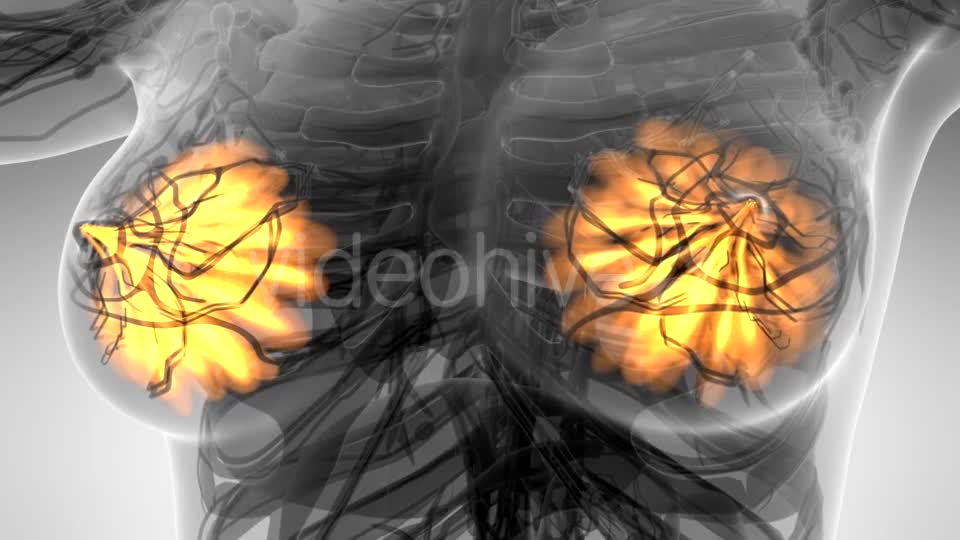 Human Body with Visible Glow Mammary Gland - Download Videohive 21389609