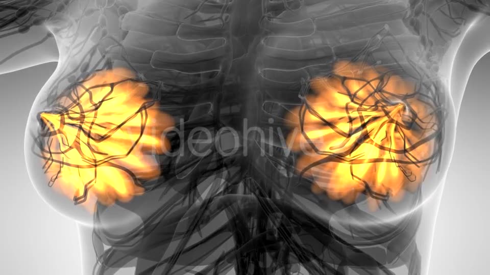 Human Body with Visible Glow Mammary Gland - Download Videohive 21389609