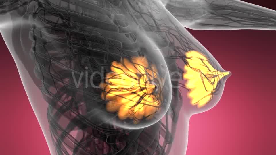 Human Body with Visible Glow Mammary Gland - Download Videohive 21440987