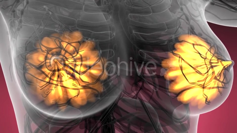 Human Body with Visible Glow Mammary Gland - Download Videohive 21440987