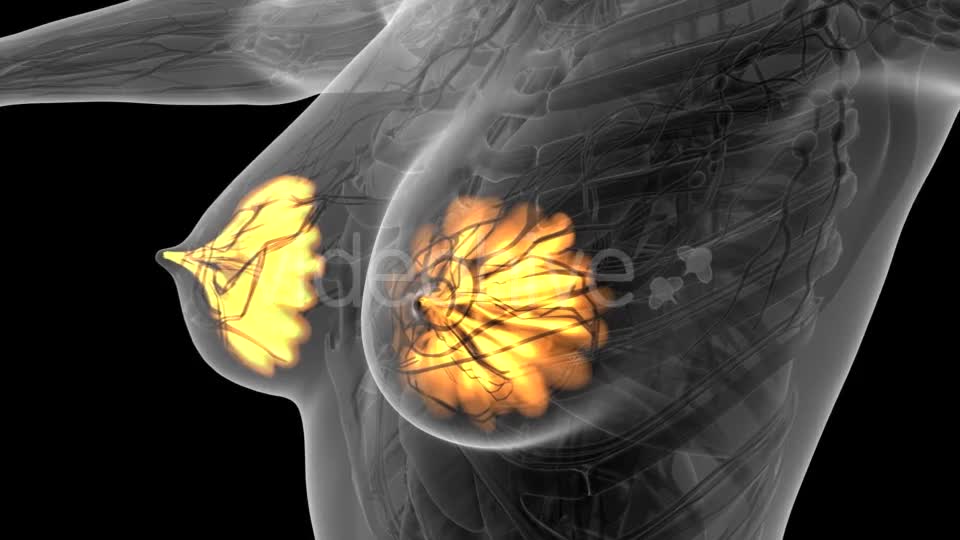 Human Body with Visible Glow Mammary Gland - Download Videohive 21441111