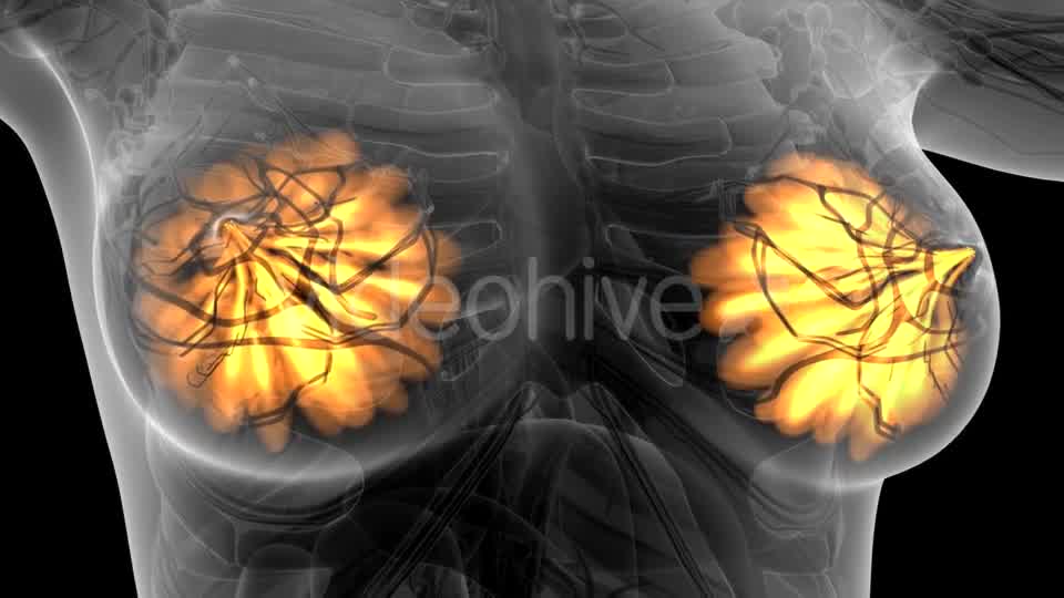 Human Body with Visible Glow Mammary Gland - Download Videohive 21441111