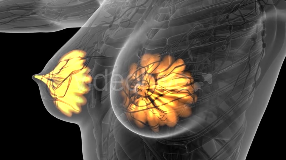 Human Body with Visible Glow Mammary Gland - Download Videohive 21441111