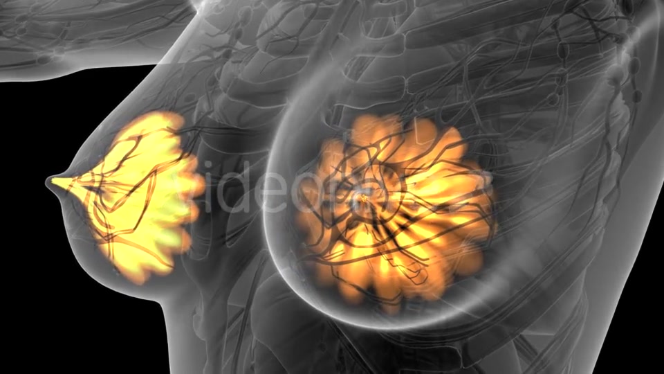 Human Body with Visible Glow Mammary Gland - Download Videohive 21441111