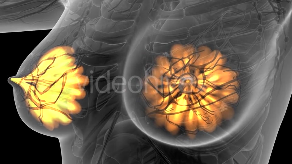 Human Body with Visible Glow Mammary Gland - Download Videohive 21441111