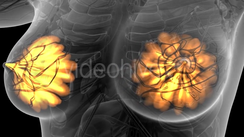 Human Body with Visible Glow Mammary Gland - Download Videohive 21441111