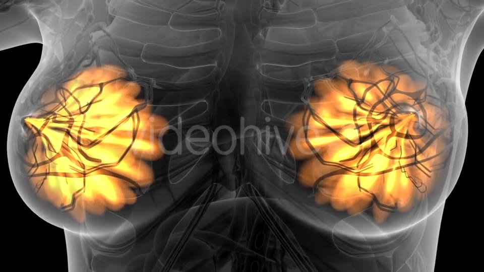 Human Body with Visible Glow Mammary Gland - Download Videohive 21441111