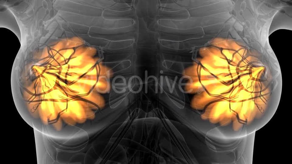 Human Body with Visible Glow Mammary Gland - Download Videohive 21441111