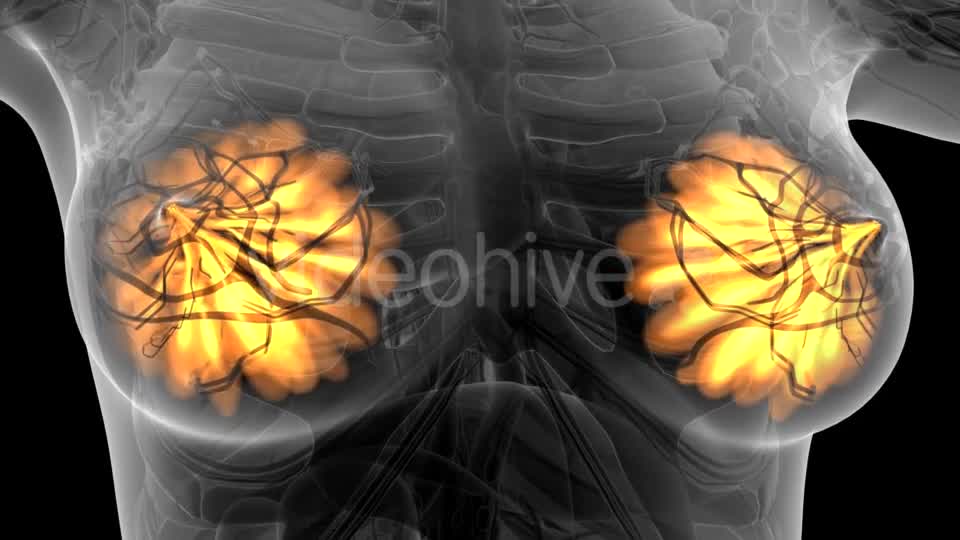 Human Body with Visible Glow Mammary Gland - Download Videohive 21441111