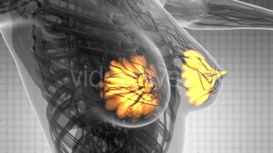 Human Body with Visible Glow Mammary Gland - Download Videohive 21441176