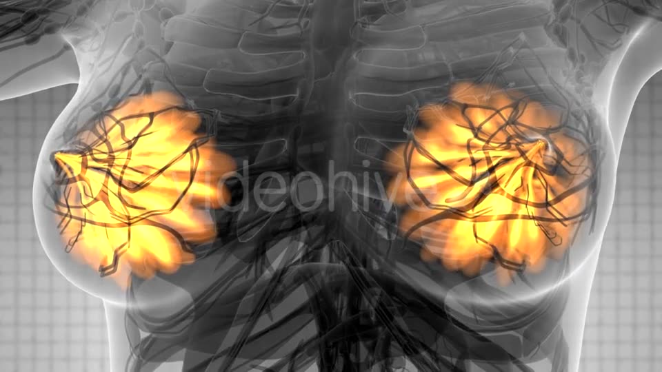 Human Body with Visible Glow Mammary Gland - Download Videohive 21441176