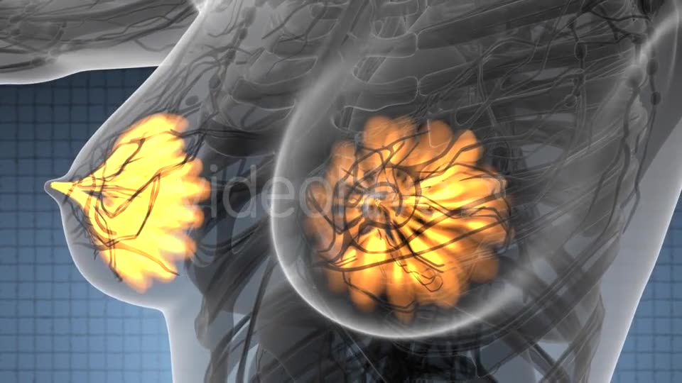 Human Body with Visible Glow Mammary Gland - Download Videohive 21531654