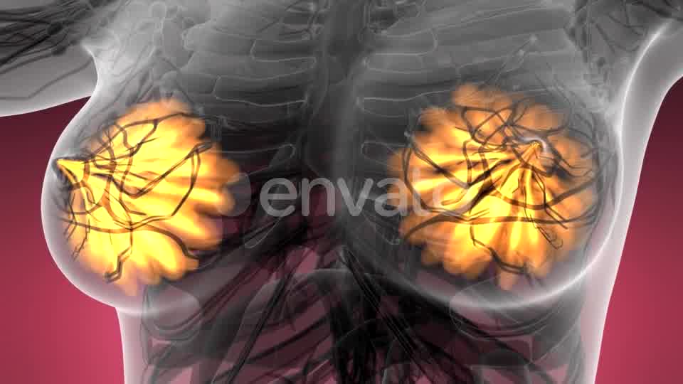 Human Body with Visible Glow Mammary Gland - Download Videohive 21593406