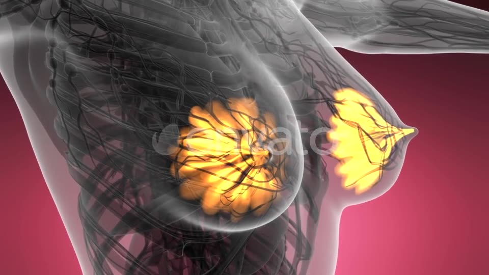 Human Body with Visible Glow Mammary Gland - Download Videohive 21593406