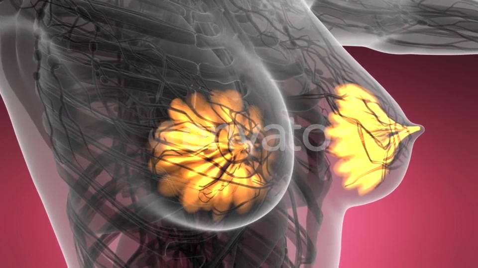 Human Body with Visible Glow Mammary Gland - Download Videohive 21593406