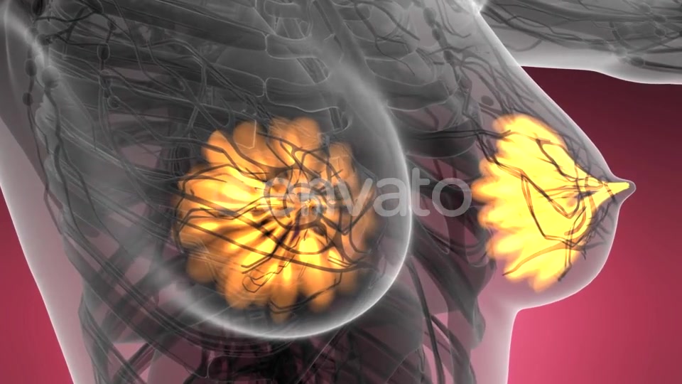 Human Body with Visible Glow Mammary Gland - Download Videohive 21593406