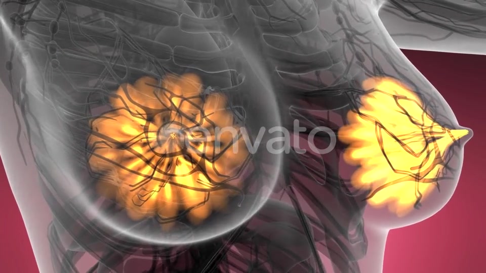 Human Body with Visible Glow Mammary Gland - Download Videohive 21593406